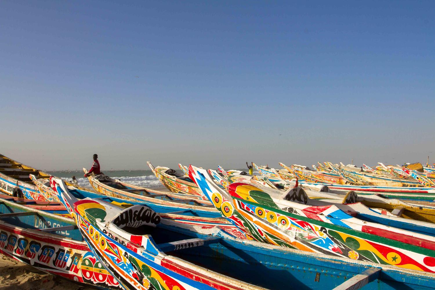 La pêche artisanale de la courbine en Afrique