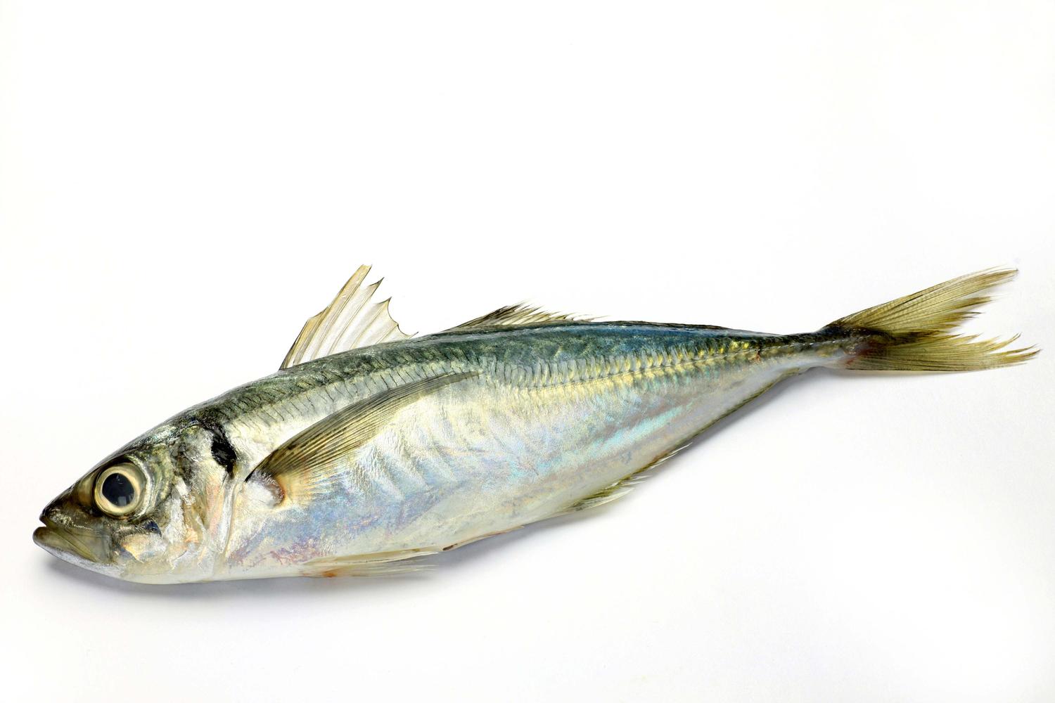 All About Horse Mackerel!