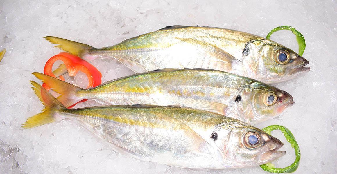 Que choisir : la courbine ou le chinchard ?