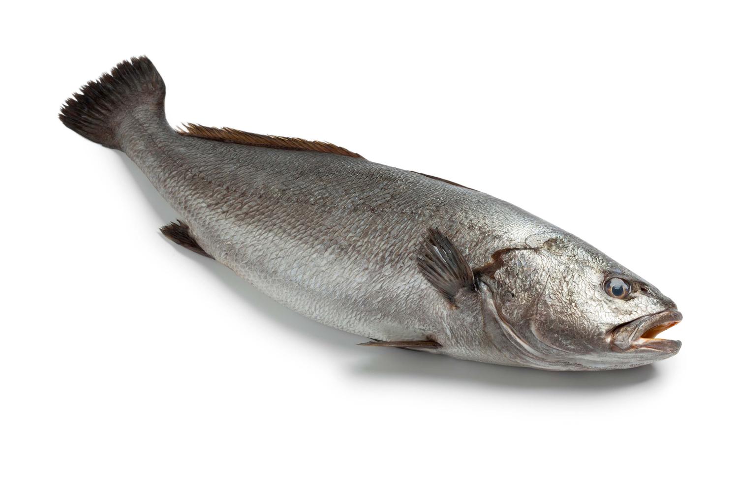 Corvina Or Lean Fish