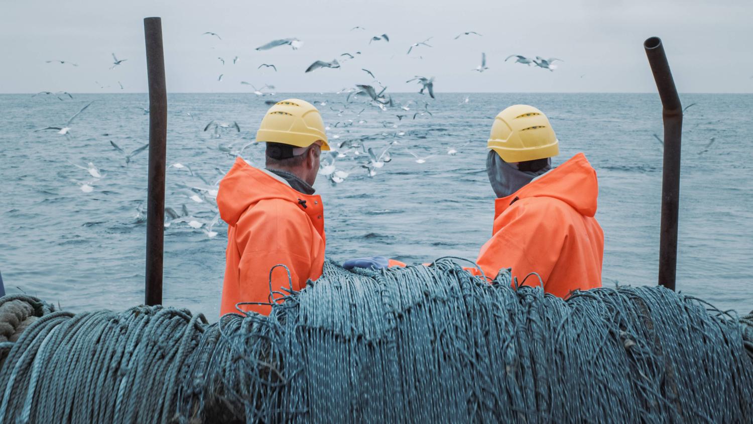 Quand pêcher la courbine ?