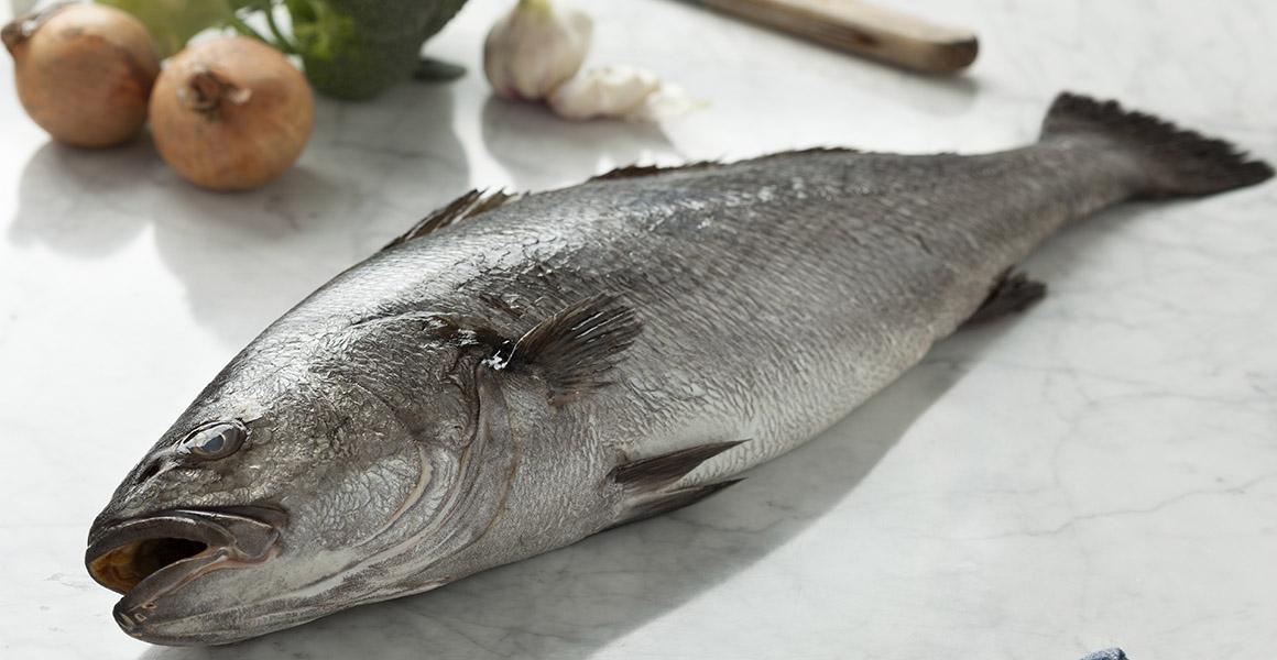 Reportage : de la pêche à la vente, tout savoir sur la courbine