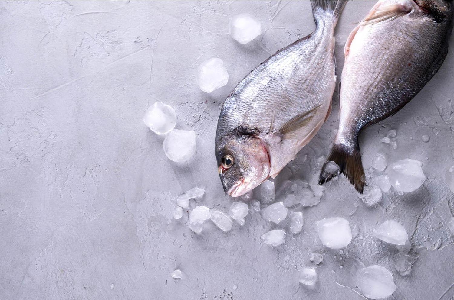 La pêche à la dorade grise