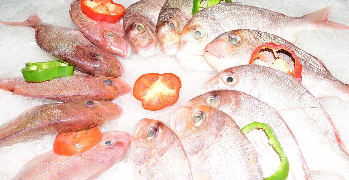 How to choose a blackspot seabream?