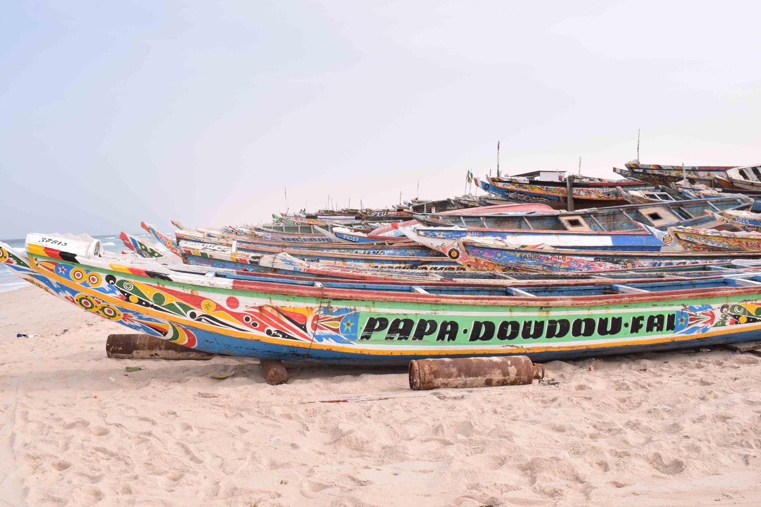 Yahya Fishing and Development, the distribution the croaker in France